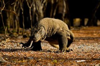 Scary Komodo Dragon