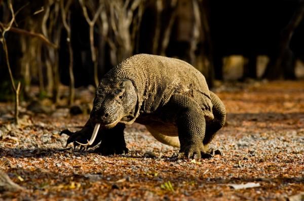 Scary Komodo Dragon