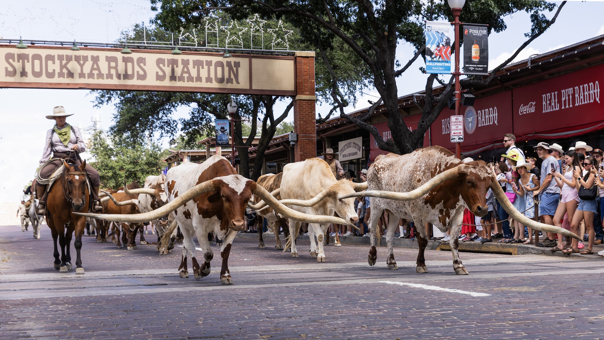 Every day at 11.30 am and 4 pm, the Fort Worth Texas Longhorn cattle herd are lead down Main Street of the Stock Yards in Fort Worth Texas enjoyed by tourists around the world.