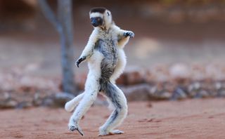 A Verreaux sifaka dancing in the Berenty Nature Reserve, southern Madagascar.