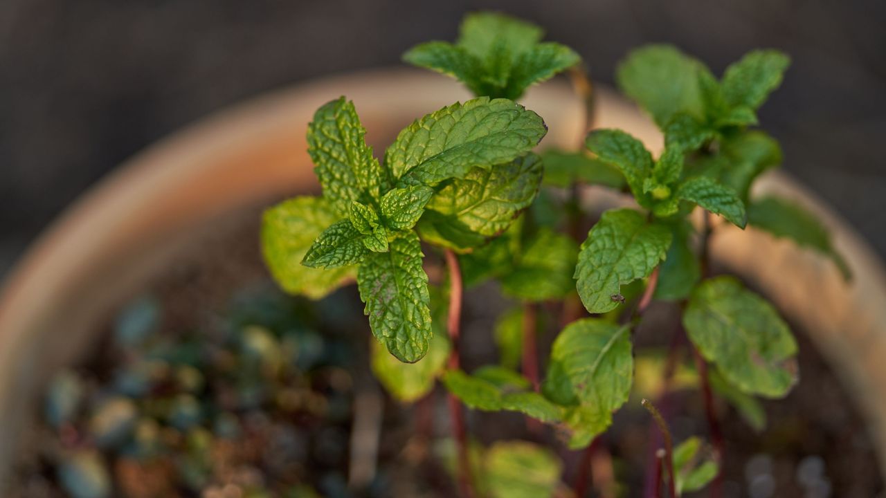 Mint growing in a flower pot