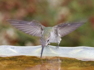 A close-up of a hummingbird drinking from a bird basin