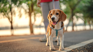 Beagle on a walk on a sunny morning on a pavement