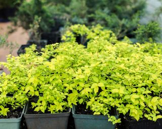 Young Spiraea japonica plants grown from cuttings