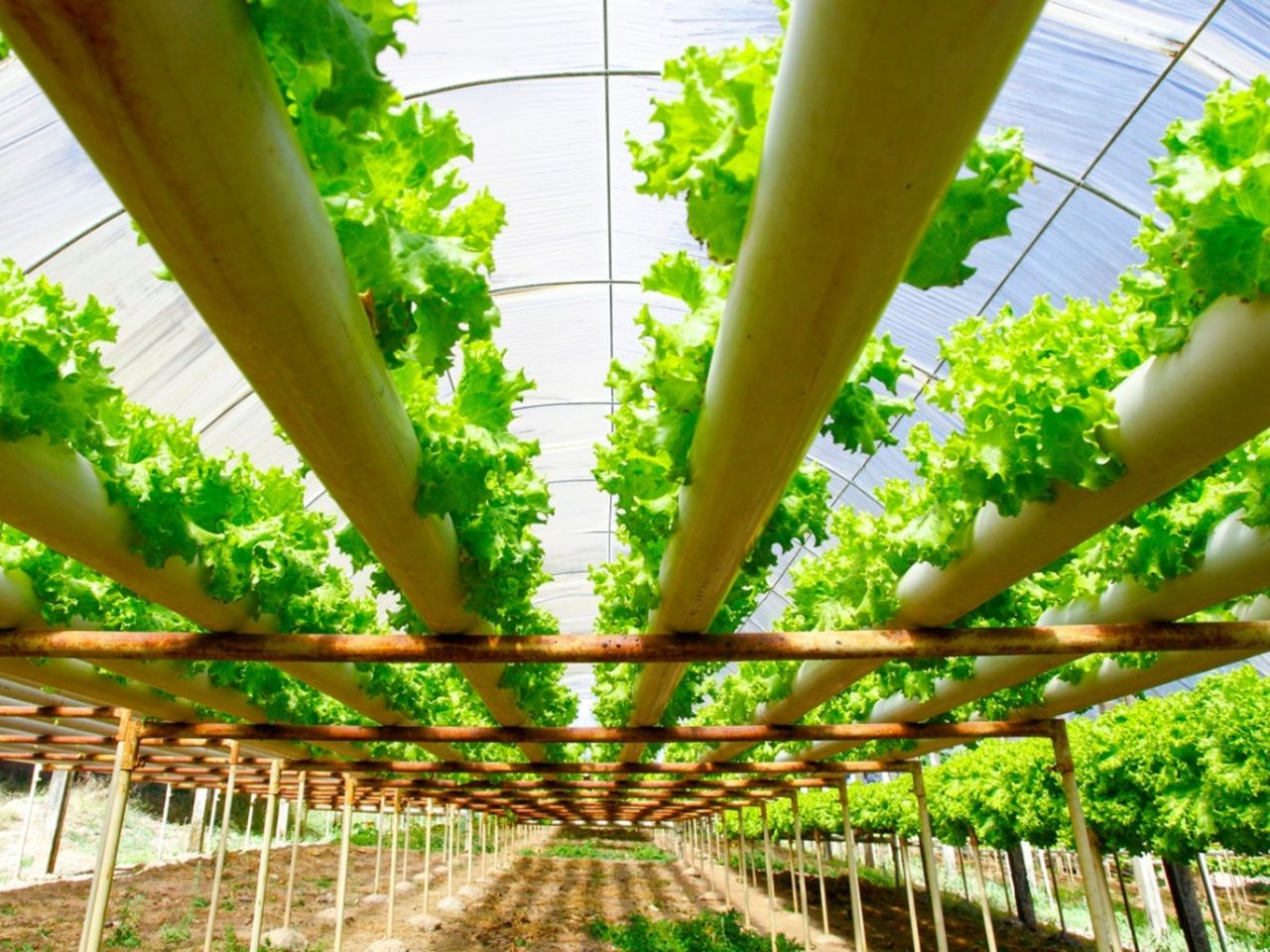 Plants In A Greenhouse With A Water Hydroponics System