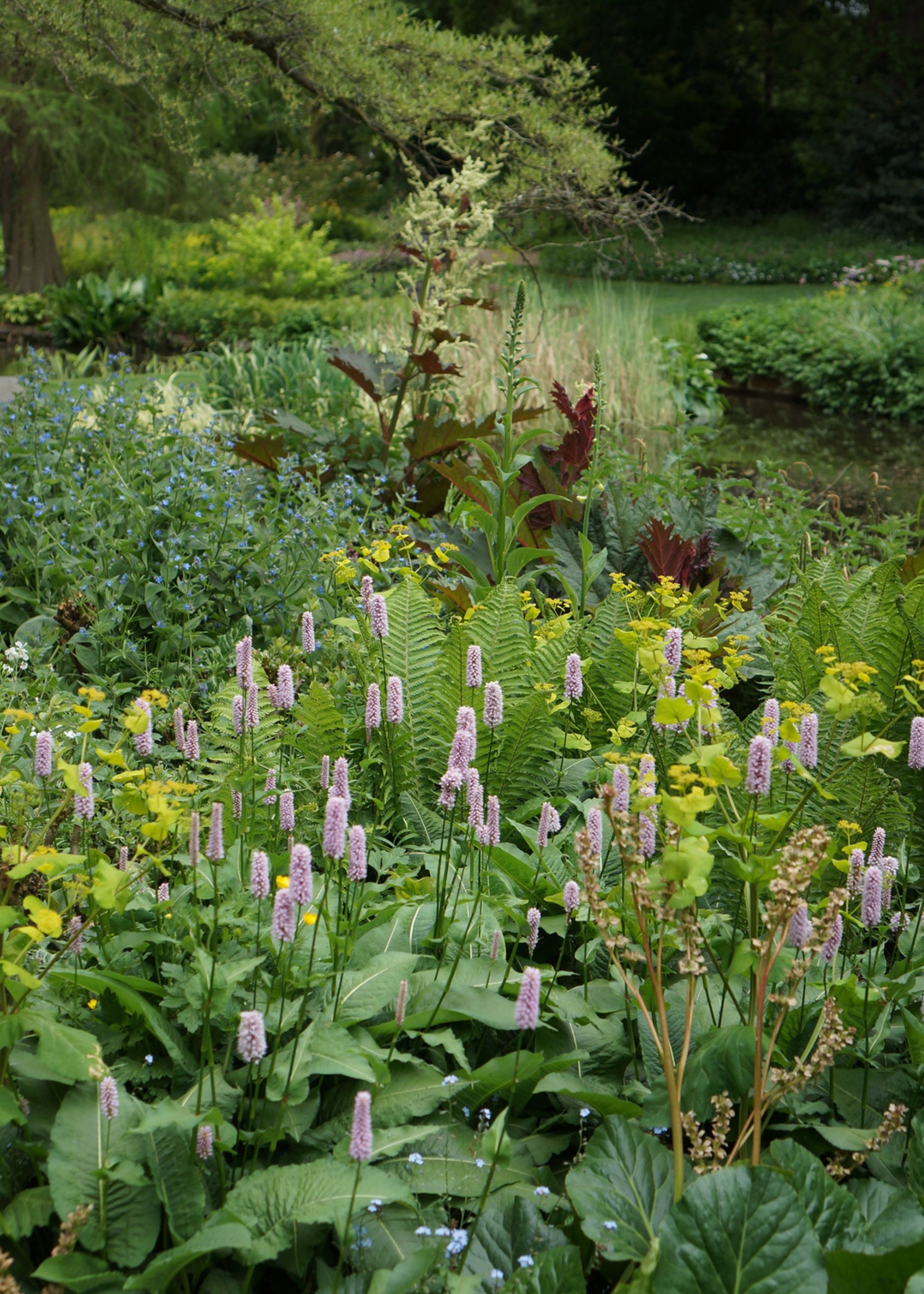 overgrown wildflowers and plants in a forest garden