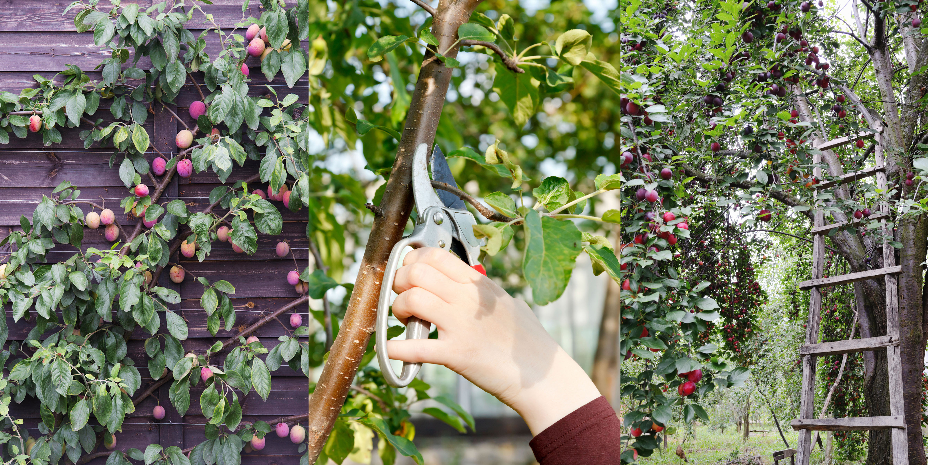 prune tree vs plum tree