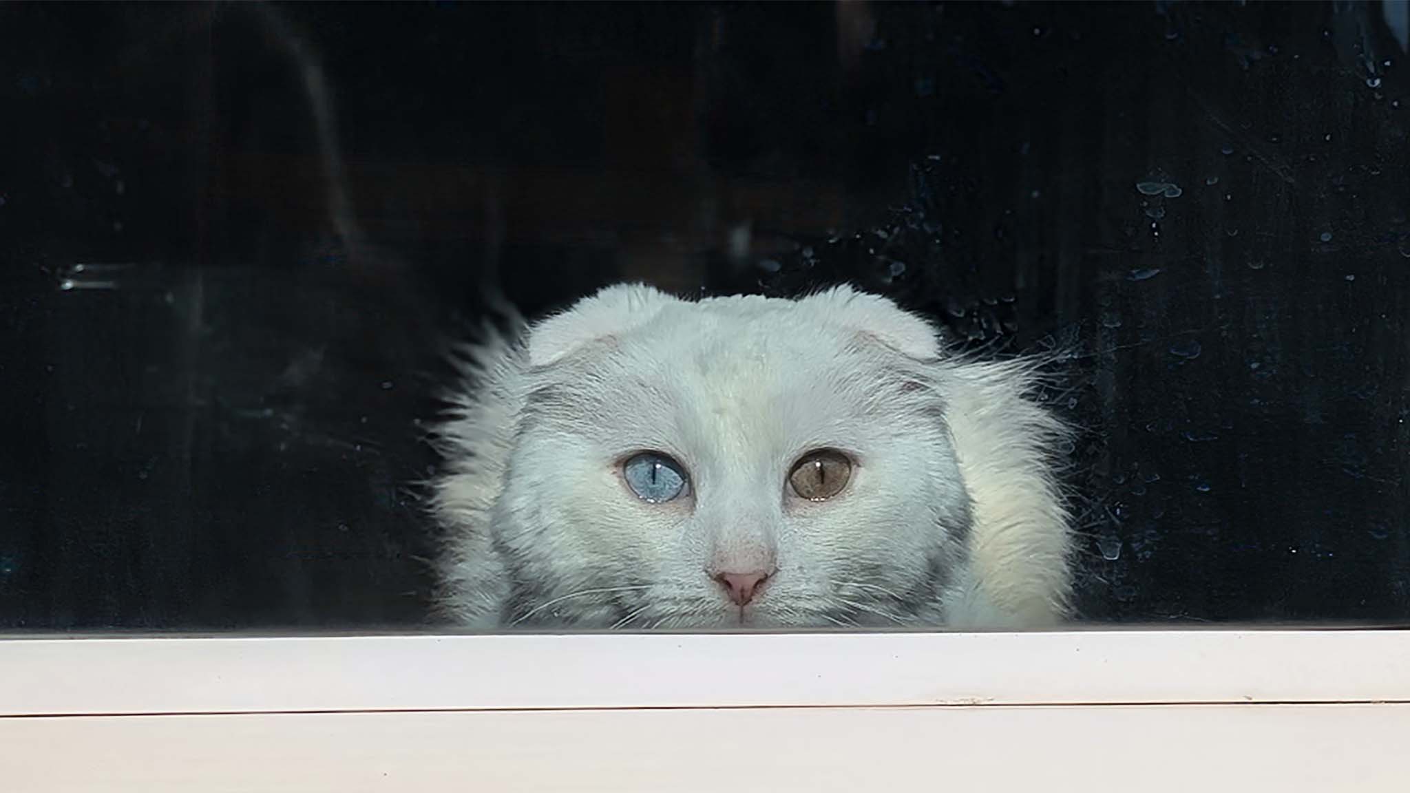 Edited image of a white cat staring forward through a glass window. The distracting reflections and water spots on the glass have been removed or greatly reduced.