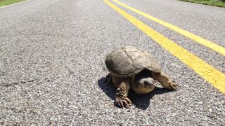 Snapping turtle on highway