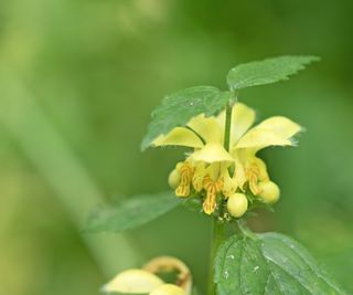 Yellow lamium blooms