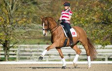 Laura Tomlinson training Pamina at home