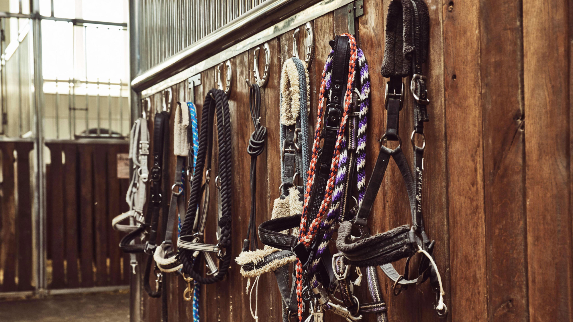 A row of head collars hung up on the stable wall
