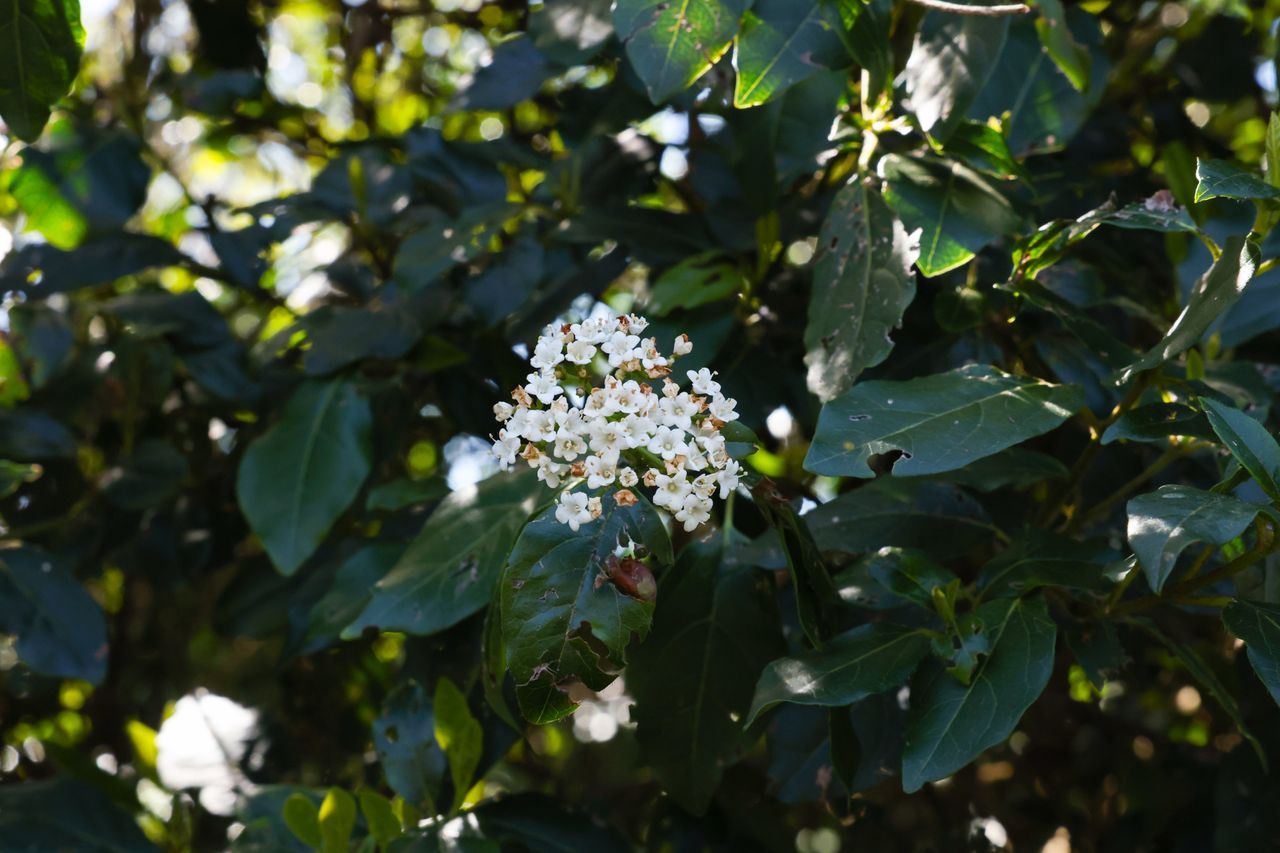 A photo of a bunch of flowers taken on a Canon EOS R5 Mark II camera.