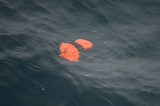 Whale feces floating on seawater. The bright orange colour is from the carapace of krill.