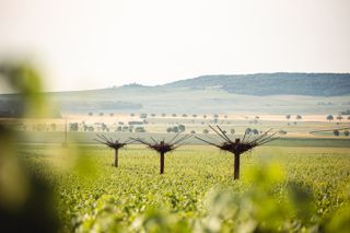 Habitats, land art by Nils-Udo stands in Ruinart vineyards