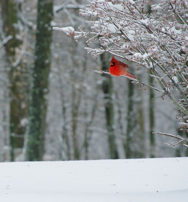 Muscatatuck National Wildlief Refuge, bird photos