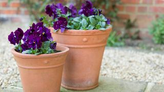 Purple potted winter pansies in terracotta pots on a patio to support the best winter bedding plants