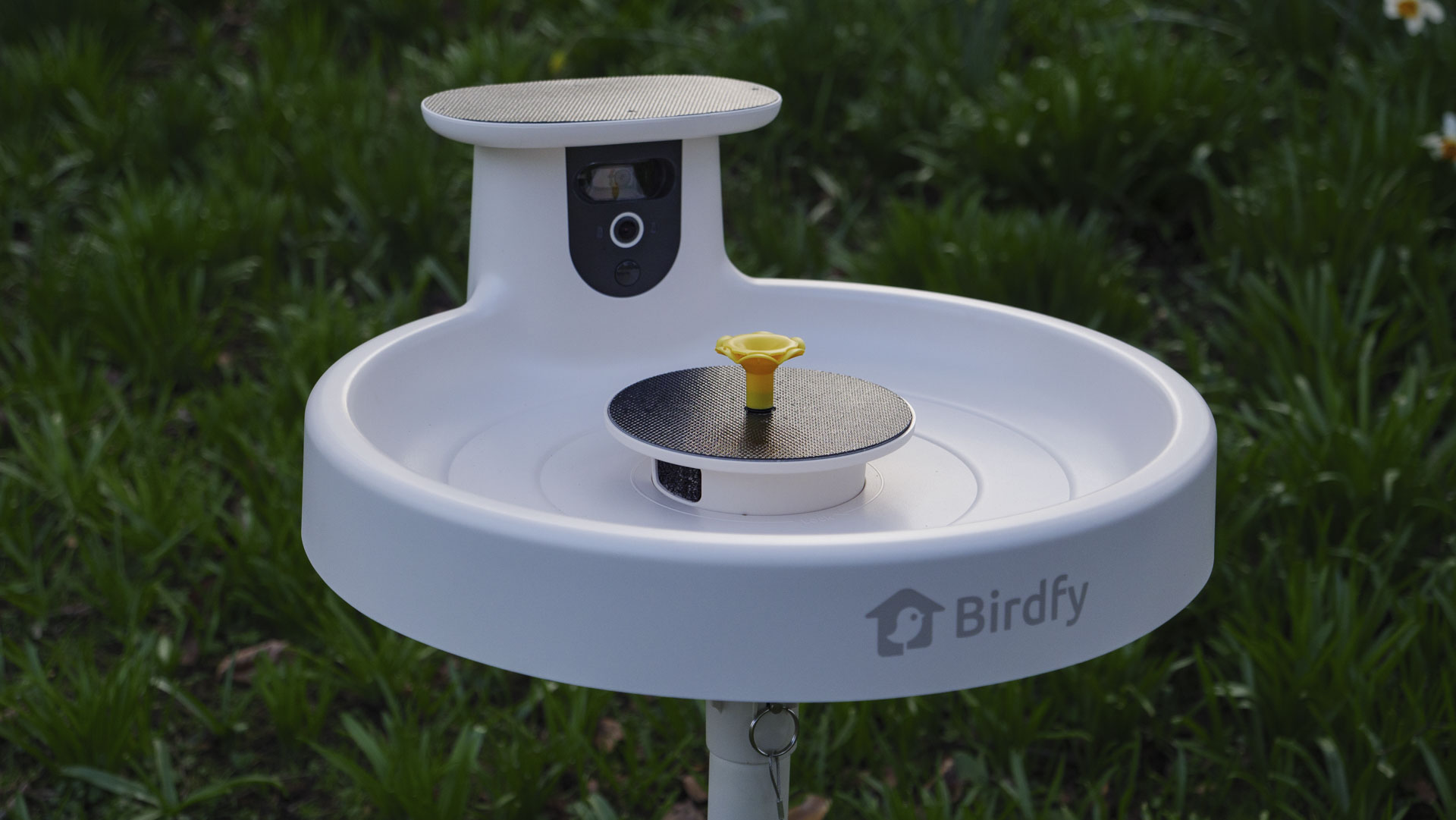 Birdfy Bird Bath Pro camera in a garden