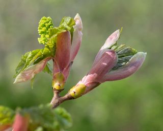Newly Formed Flowers and Leaves Emerging From the Buds on a Sycamore (Acer Pseudoplatanus)