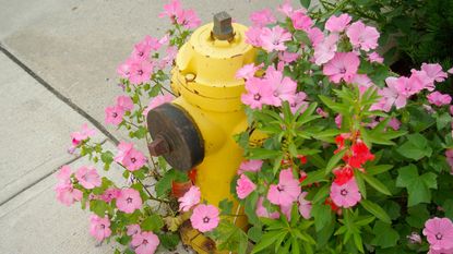 fire hydrant with flowers in backyard