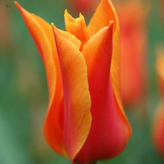 Tulip ballerina