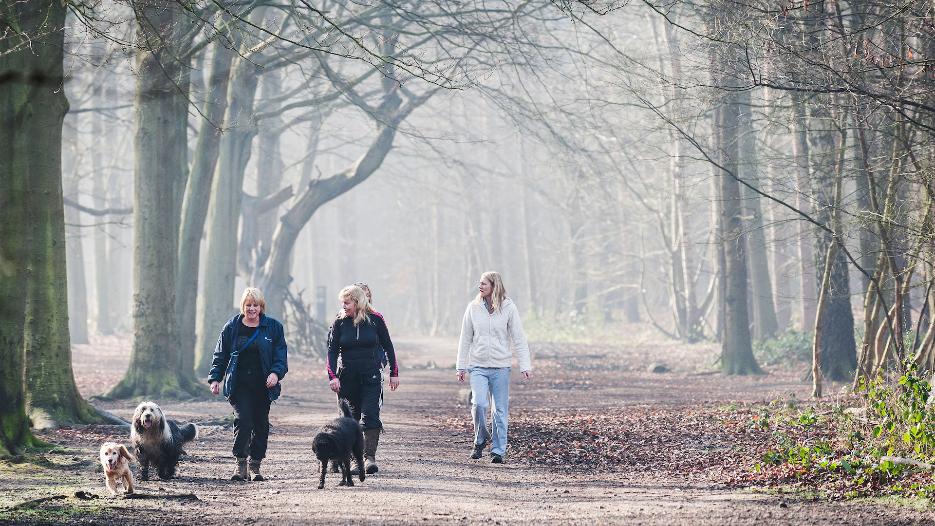 Group of dog walkers in woodland