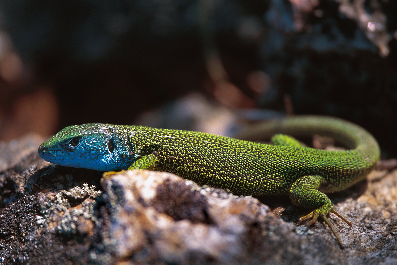 Smaragdeidechse_c_Semrad-copy.jpg