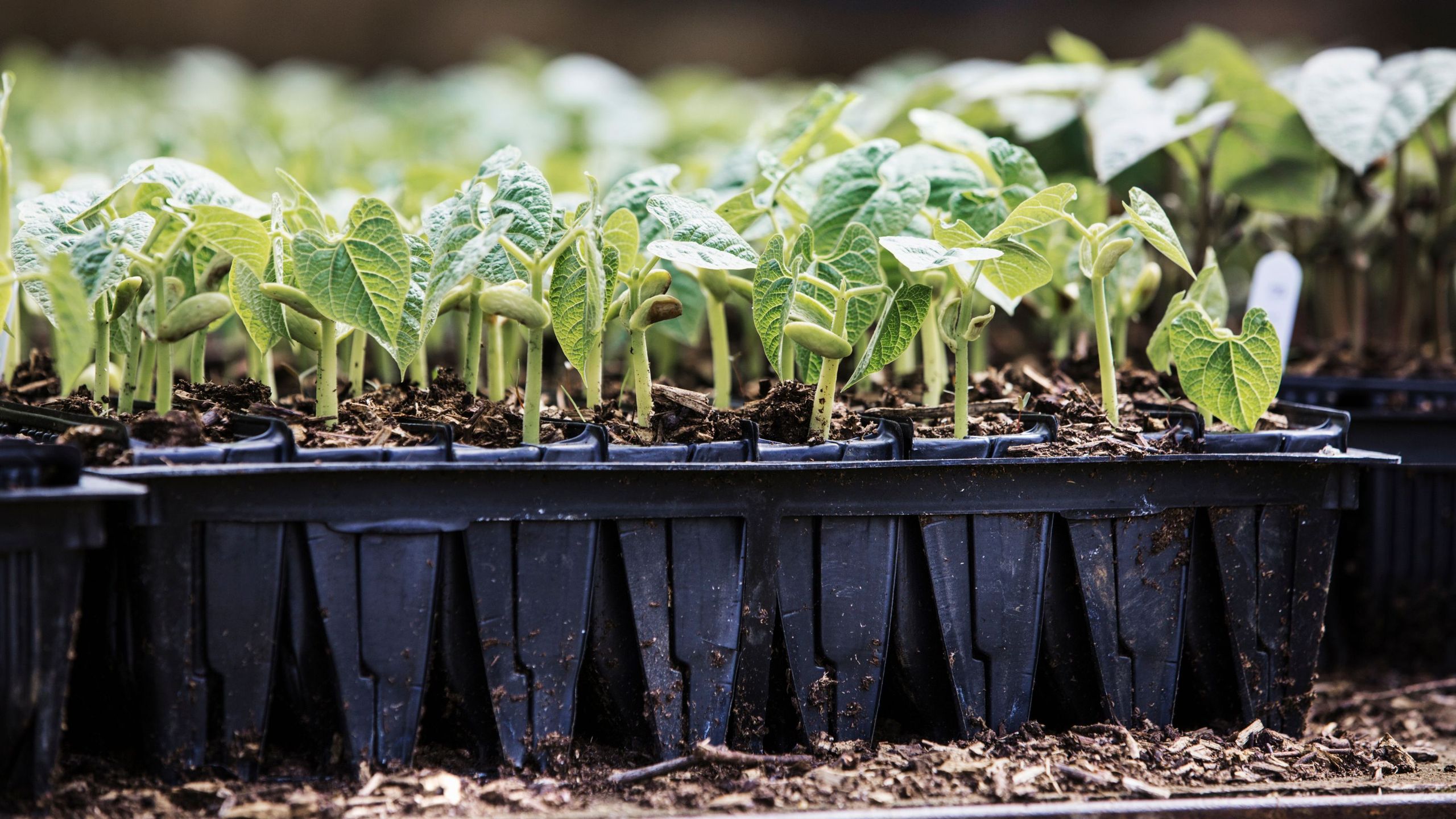 Rootrainers are a must-have for strong seedlings – they're ideal for sweet peas and beans