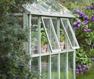 Greenhouse in back garden with open windows for ventilation