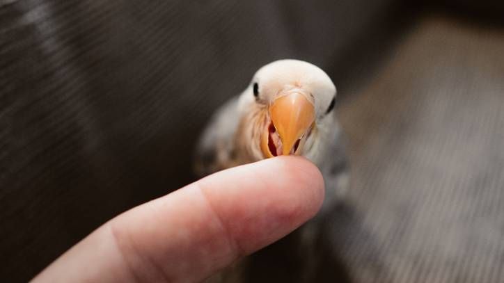 bird biting