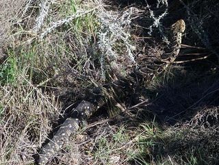 A puff adder takes it all in at the Cape Pioneer Trek.
