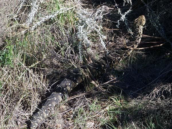 A puff adder takes it all in at the Cape Pioneer Trek.