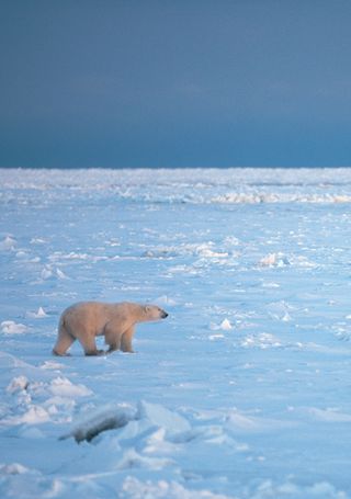 Female polar bear with her cub on a frozen lake near Cape Churchill, Canada.