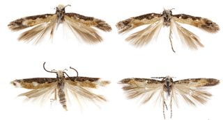 Distinctive wing patterns, genetic evidence and genital shape identified Neopalpa donaldtrumpi as a new species.
