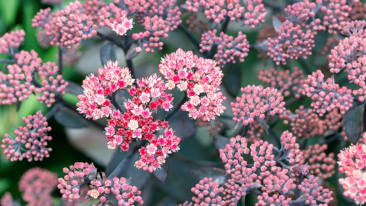 This Pretty Flowering Plant Forms a Natural Firebreak and it’s So Easy to Grow, Even for Beginner Gardeners
