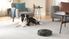 A dog on a beige living room carpet with a robot vacuum