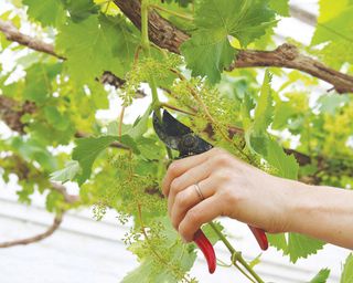 pruning a grape vine growing in a greenhouse