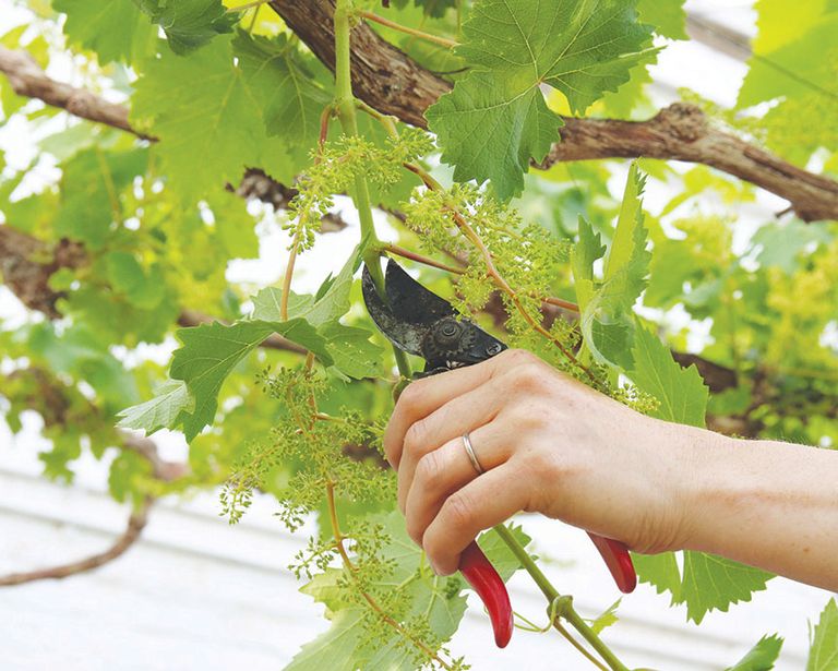 How to prune grape vines for healthy, productive plants Homes & Gardens