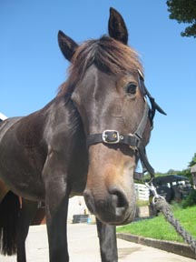 Mistletoe_is_the_face_of_World_Horse_Welfare's_Christmas_campaign..jpg