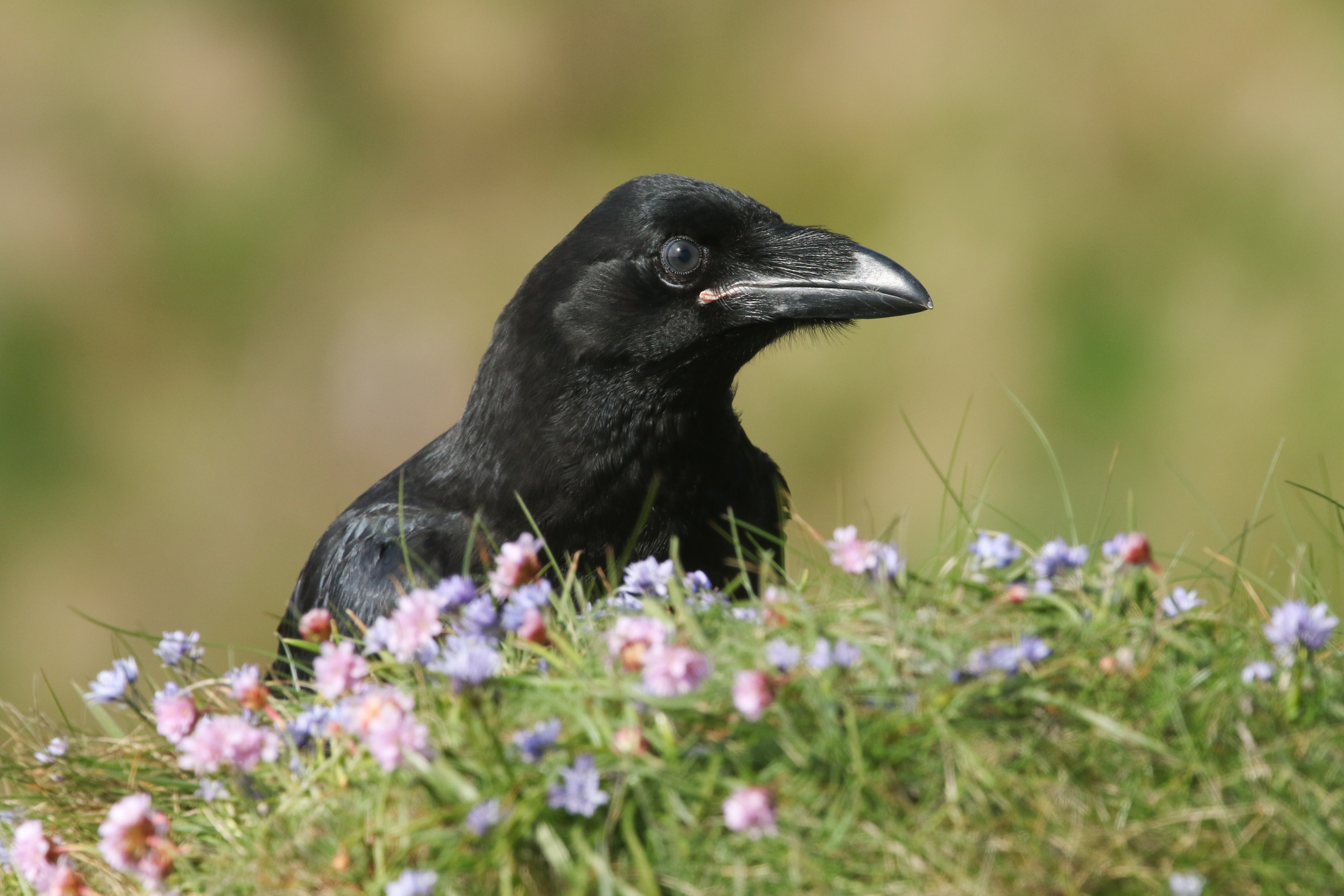 Raven