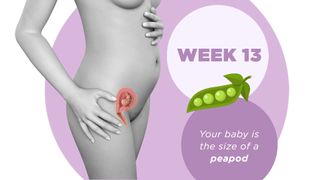 Pregnancy week by week 13