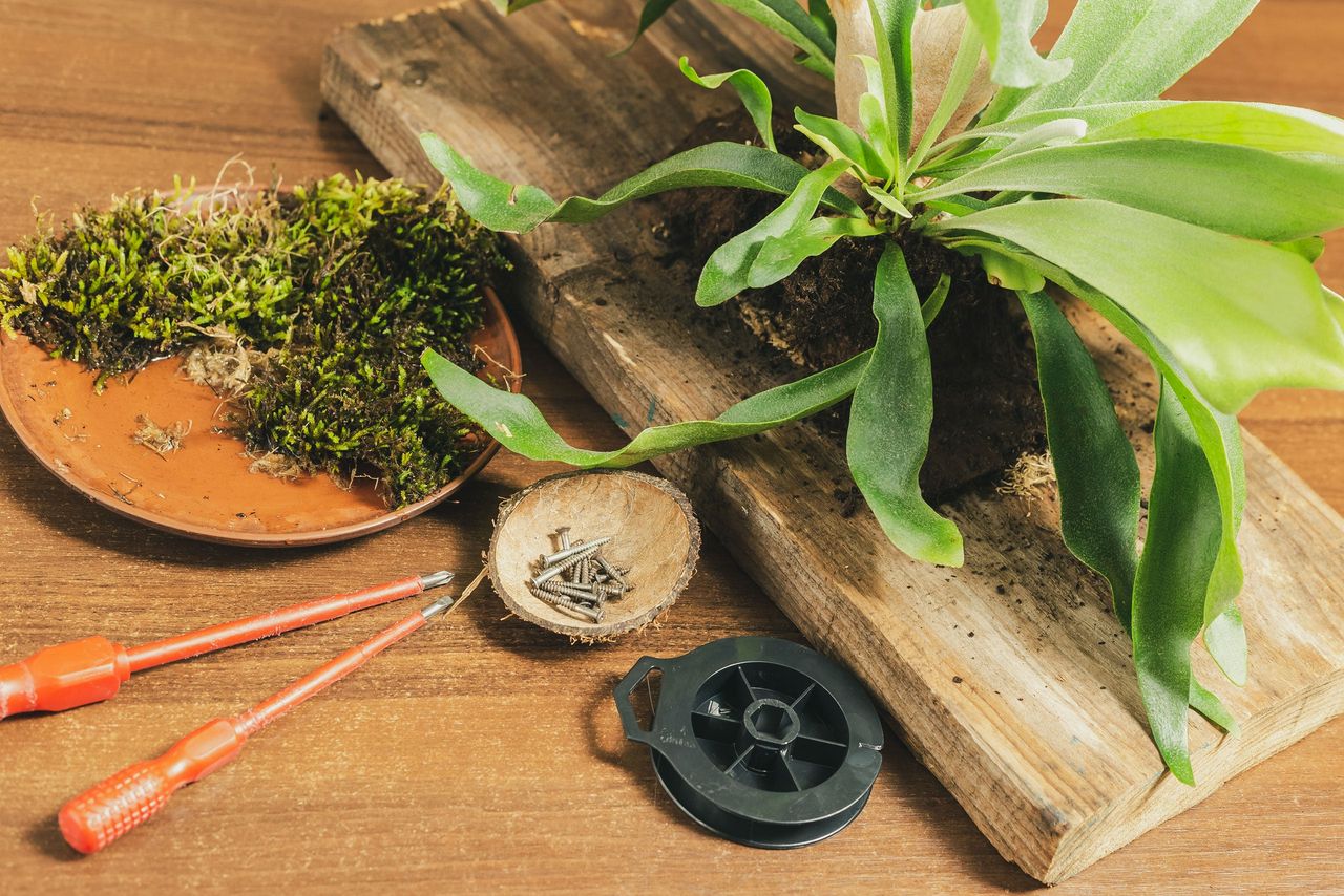 Preparing to Repot a Stagehorn Fern Plant