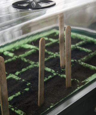 Seed trays germinating in a propagator