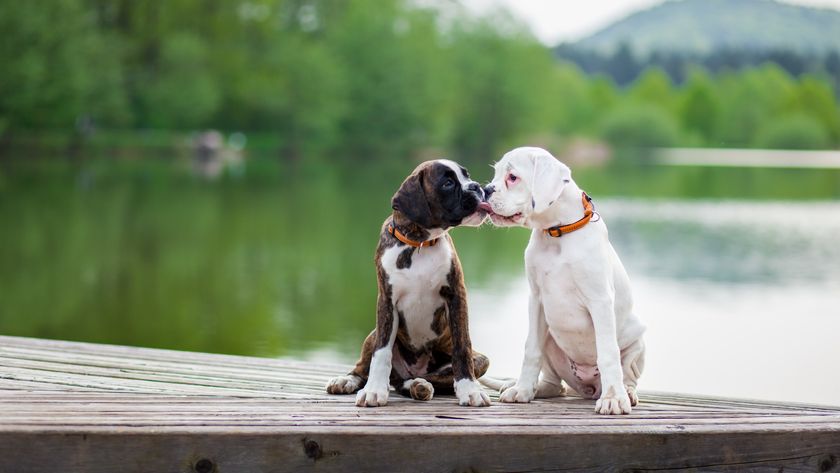 a photo of two puppies &quot;kissing&quot;