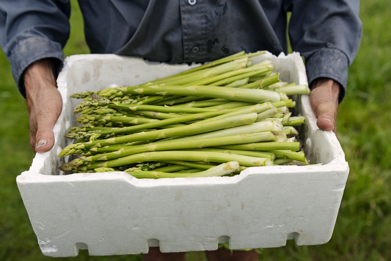 how to grow asparagus