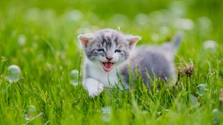 Happy kitten in a meadow