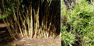 This is Bergbambos tessellate, a clump-forming bamboo with ragged leaves found in dry areas of southern Africa especially the Drakensberg Mountains.