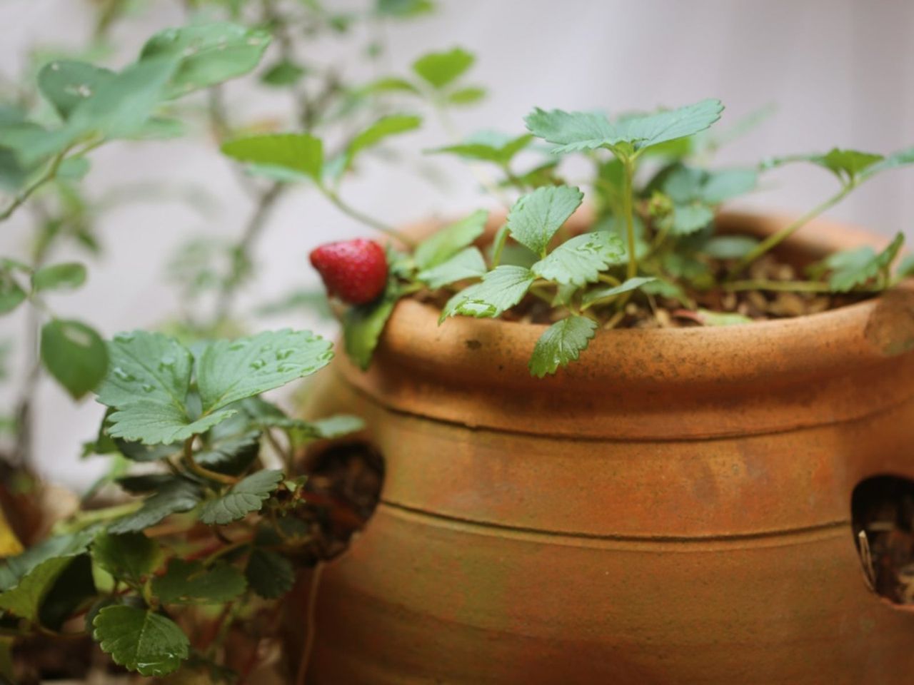 Strawberries Growing Out Of A Strawberry Jar