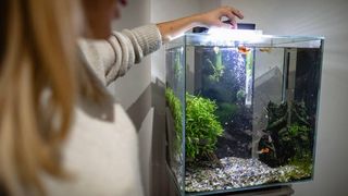 How often should you feed fish - a woman feeding fish