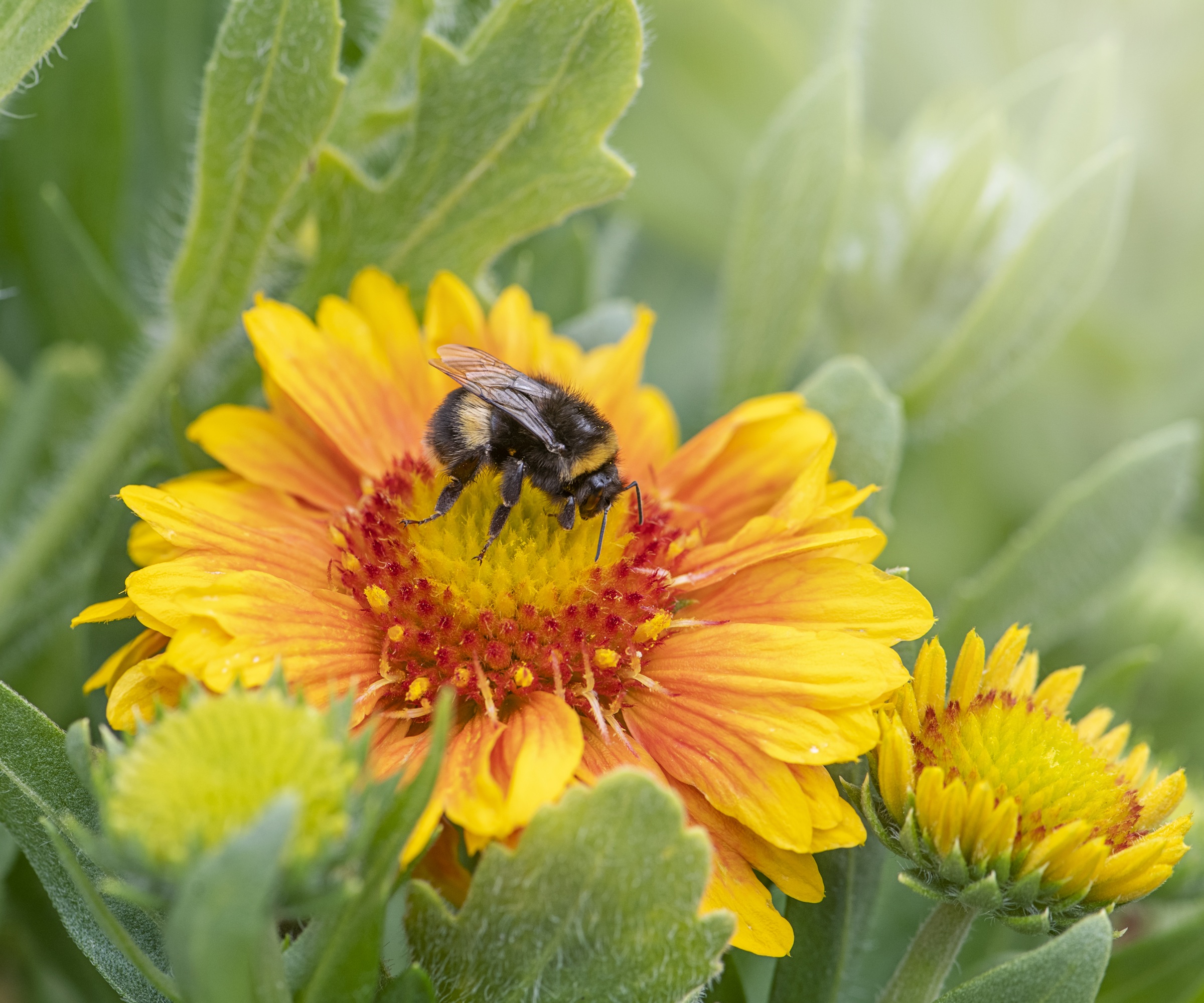 Gaillardia X Grandiflora Mesa Peach